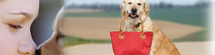 pet friendly restaurants in venice beach, dog friendly restaurants in venice beach