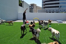 pet day care and supplies in los angeles california